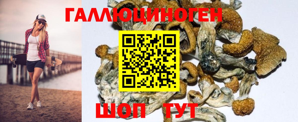 Богородск  Псилоцибиновые грибы Psilocybine cubensis  Вход с VPN 